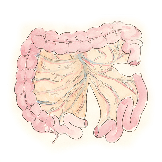 Taille du segment de l’intestin grêle