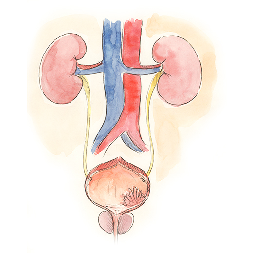 Kydneys, ureters, bladder, bladder tumour