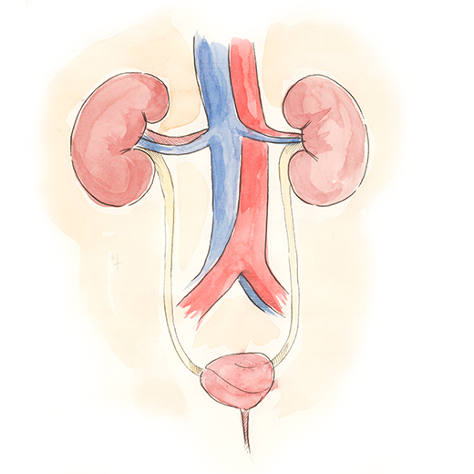 Urinary system with a new bladder