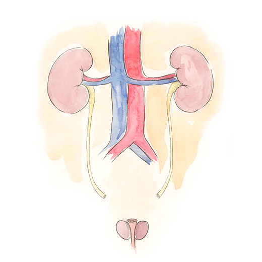 Genitourinary tract: bladder is removed